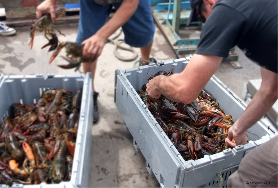 Back from sea, it's time to sort through the day's catch: Lobsters off the coast of Shediack, New-Brunswick. Photo by: Kim Gradek